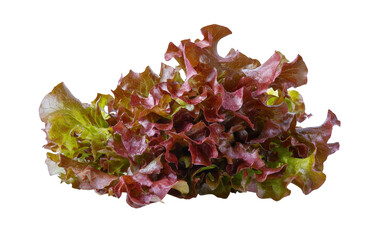 red leaf lettuce isolated on white background