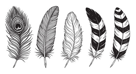 Obraz premium Collection of five hand-drawn bird feathers in a detailed black and white sketch style, featuring a peacock feather and various striped patterns for a decorative, boho design element
