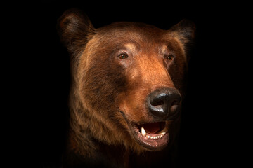 Portrait of a surprised bear on a black background