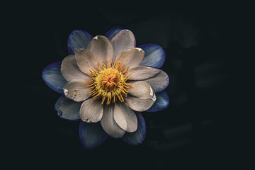 Blossoming lotus with grunge background