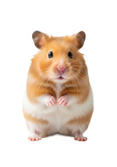 adorable long-haired syrian hamster standing alertly on hind legs, ginger-orange and cream fur, macro detail, high-key studio background with copy space. Concept of domestic pet ownership and animal