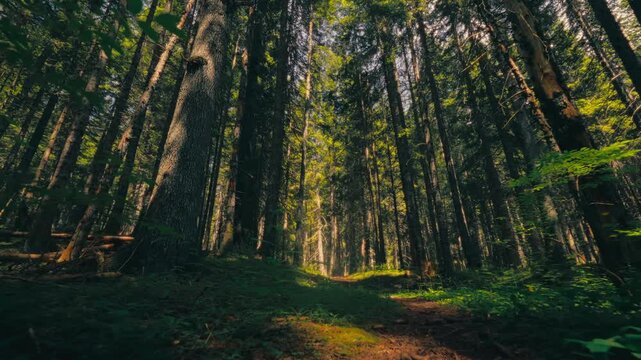 Serene forest path in Durmitor National Park, lush greenery, calm atmosphere
