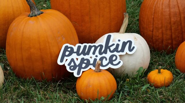 Person sets the wording Pumpkin Spice on a Pile of Pumpkins at a Pumpkin Patch 4K Video Stock Footage