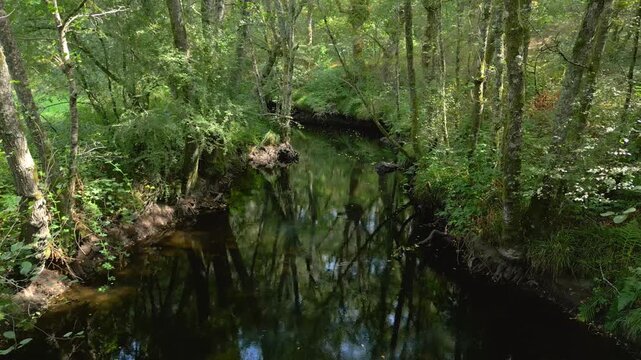 Trees Reflected Over Creek In The Nature Reserve In Casta&ntilde;os de Francos In Maceda, Province of Ourense, Spain. Dolly Shot