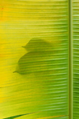 Shadow on banana leaf, Abstract background