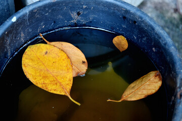 Yellow leaf floating on bucket, Abstract background