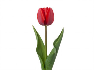 Naklejka premium Elegant single red tulip blossom isolated on white for vibrant spring designs and heartfelt Valentines Day celebrations