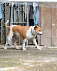 Dog walk on street with vintage wall