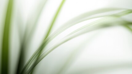 Fototapeta premium Elegant close up of green grass blades with a soft focus in a serene white background