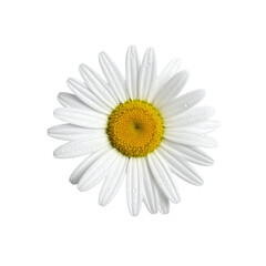 Pristine daisy radiant center dewy petals