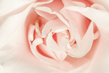 Close-up macro view of a soft pink rose with delicate petals and gentle light. Ideal for themes of romance, beauty, elegance, love, and floral nature.