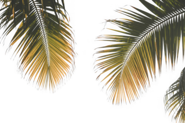 Tropical palm leaves on white background, natural vibrant hues isolated on transparent background