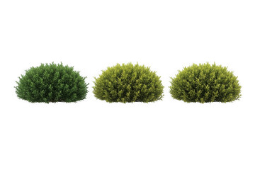Three round green and yellow-green evergreen bushes on white isolated on transparent background