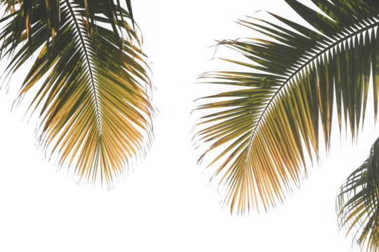 Tropical palm leaves on white background, natural vibrant hues isolated on transparent background