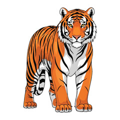 Tiger vector illustration standing on white background full body drawing