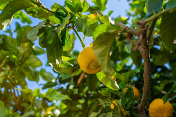 Close-up view of a lemon hanging from a tree on Crete Island. The bright yellow lemon, with its slightly rough texture, stands out amidst the lush green leaves that surround it.