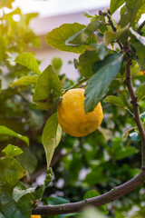 Close-up view of a lemon hanging from a tree on Crete Island. The bright yellow lemon, with its slightly rough texture, stands out amidst the lush green leaves that surround it.