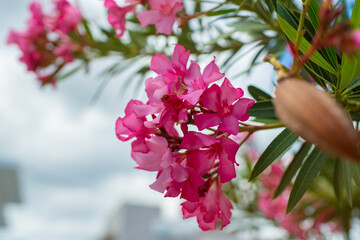Close-up view of a vibrant flowering Oleander against a clear blue sky. The flowers are surrounded by glossy green leaves, creating a striking contrast against the bright background. Crete island.