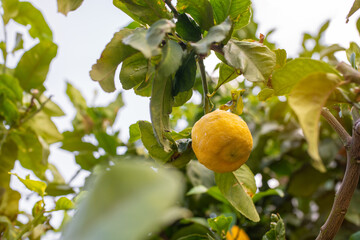 Close-up view of a lemon hanging from a tree on Crete Island. The bright yellow lemon, with its slightly rough texture, stands out amidst the lush green leaves that surround it.