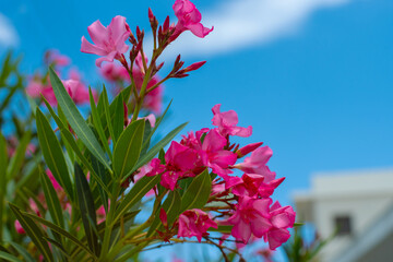 Close-up view of a vibrant flowering Oleander against a clear blue sky. The flowers are surrounded by glossy green leaves, creating a striking contrast against the bright background. Crete island.