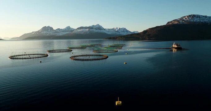 Midnight sun aerial over round marine pens of salmon fish farm in Norway fjord