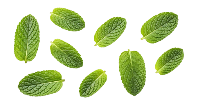 Scattered green mint leaves with detailed veins isolated on a transparent background