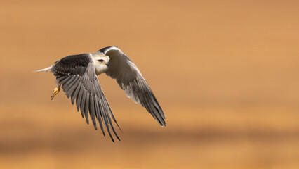 Juvenile Black-winged Kite (Blouvalk) in flight in Rietvlei Nature Reserve, Pretoria, Gauteng, South Africa