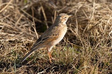 Rufous-naped Lark (Rooineklewerik) (Mirafra Africana) In Rietvlei Nature reserve, Pretoria, Gauteng, South Africa