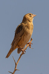 Female Long-tailed Widowbird (Langstertflap) in Rietvlei Nature Reserve 