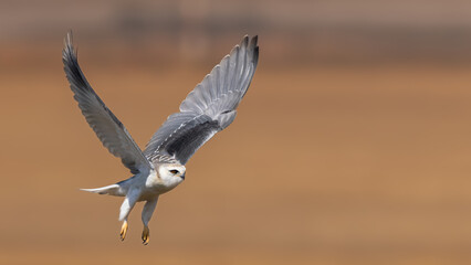 Juvenile Black-winged Kite (Blouvalk) in flight in Rietvlei Nature Reserve, Pretoria, Gauteng, South Africa