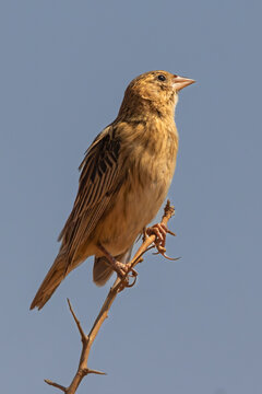 Female Long-tailed Widowbird (Langstertflap) in Rietvlei Nature Reserve 