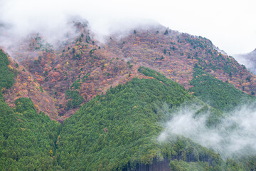 Mountain forest with autumn foliage and misty clouds in natural landscape