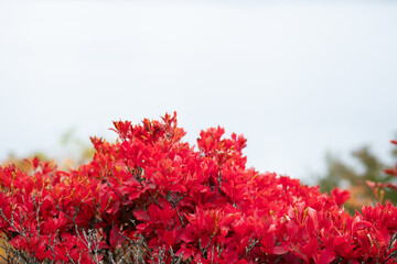 Red autumn leaves on bush in natural outdoor setting
