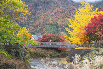 Scenic autumn landscape with colorful trees and a bridge over river in countryside near Saiko Lake, Saiko, Fujikawaguchiko, Minamitsuru District, Yamanashi, Japan