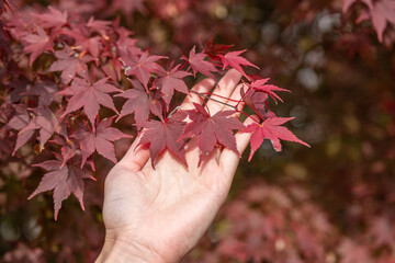 Hand touching red maple leaves outdoors in autumn season