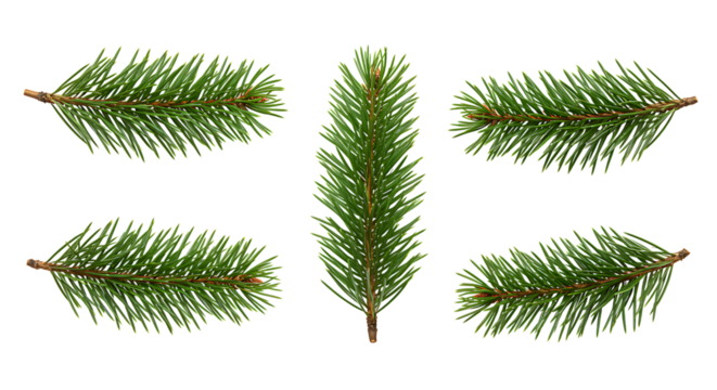 Detailed evergreen branches and needles are presented in a realistic arrangement on transparent background.