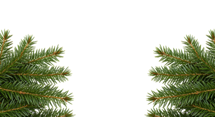 Two detailed evergreen branches facing inward a natural border on transparent background.