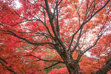 Lake Kawaguchi Maple Corridor, Kawaguchi, Fujikawaguchiko, Minamitsuru District, Yamanashi, Japan Maple tree with vibrant red leaves in autumn forest landscape