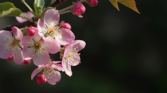 Gentle blossoms and buds of a flowering pink crabapple tree branch bloom in spring.