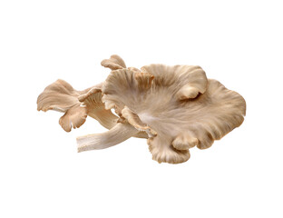 oyster mushroom on transparent png