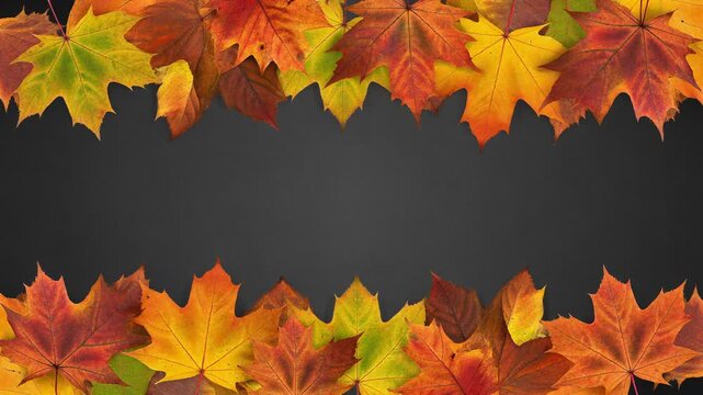 Brightly colored maple leaves border a dark gray background, autumn foliage in yellow, orange, and red framing a blank canvas for seasonal designs.