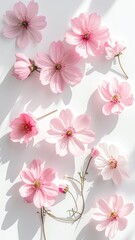 Delicate arrangement of pink cosmos flowers scattered on a bright white surface with soft shadows.