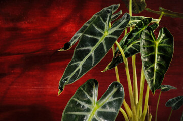 Obraz premium close-up of Alocasia leaves