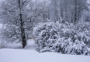 Snow-covered trees in a city park on a cold winter day.