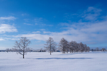 A ranch with frosted trees standing on a vast snowy field