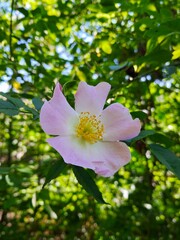 Blooming rosehip flower, close-up on a green background