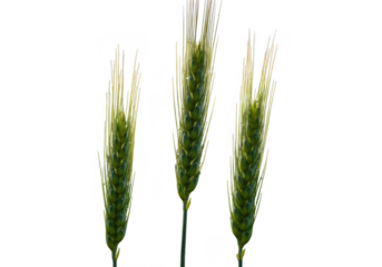 Three green wheat ears isolated on transparent background for organic food branding and agriculture marketing