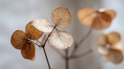 Dried flower blossoms display intricate texture and delicate structure against a muted background
