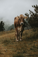 Alpine Cow on the Olpererh&uuml;tte Hiking Trail, Austria