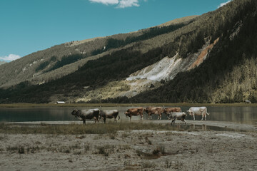Grazing Cow by the Turquoise Waters of Finkau Lake, Austria